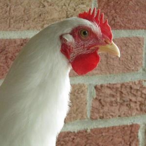 Meet your Posher, Shane